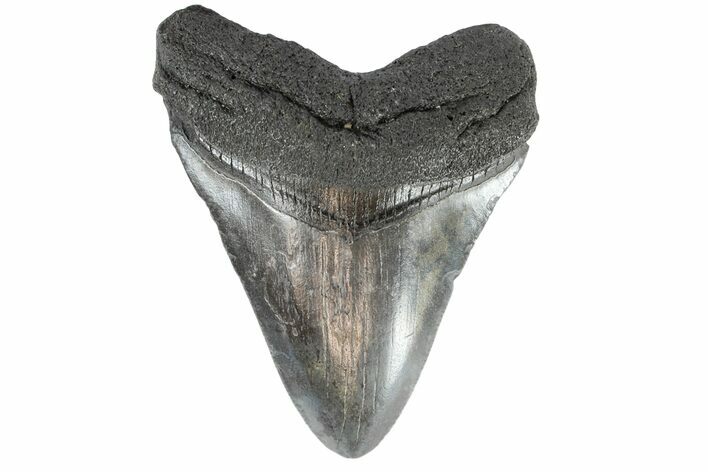 Fossil Megalodon Tooth - South Carolina #164987